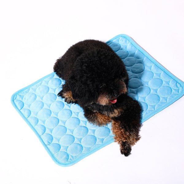 Pet Beds & Comfort